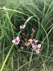 Butomus umbellatus