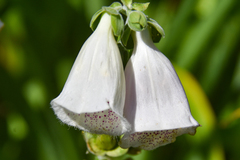 Campanula punctata