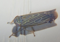 Paramesus major