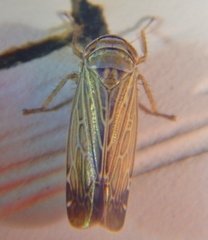 Paramesus major