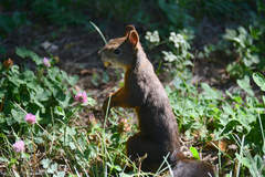 Sciurus vulgaris