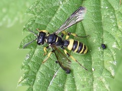 Cerceris quadricincta