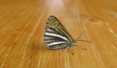 Isturgia limbaria