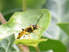 Ichneumon xanthorius