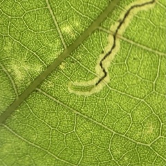 Stigmella saginella