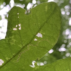 Stigmella saginella