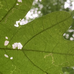 Stigmella saginella