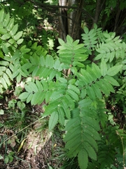 Sorbus aucuparia