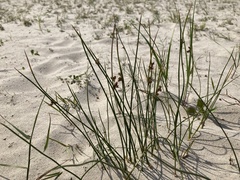 Juncus filiformis