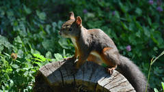 Sciurus vulgaris