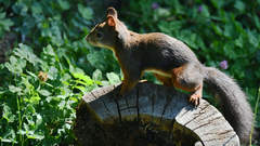 Sciurus vulgaris