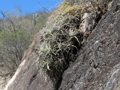Hechtia marnier-lapostollei