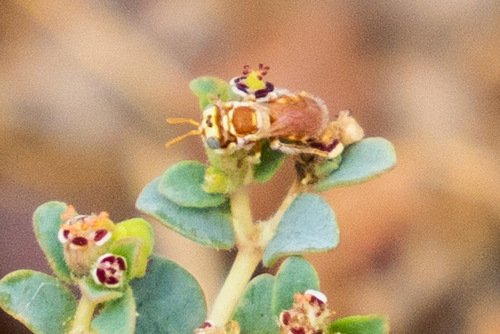 Macrotera mellea photographed in Arizona