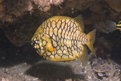 Cleidopus gloriamaris