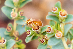 Macrotera mellea