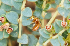 Macrotera mellea