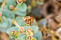 Macrotera mellea