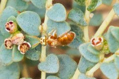 Macrotera mellea