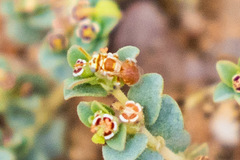 Macrotera mellea