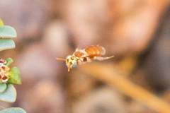 Macrotera mellea