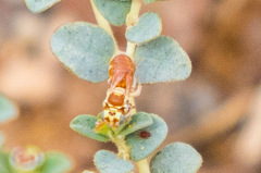 Macrotera mellea