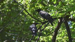 Corvus cornix