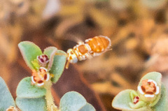 Macrotera mellea