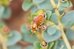 Macrotera mellea