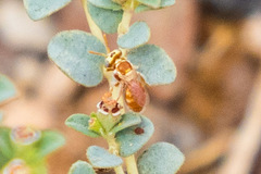Macrotera mellea