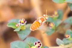 Macrotera mellea