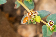 Macrotera mellea