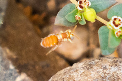 Macrotera mellea