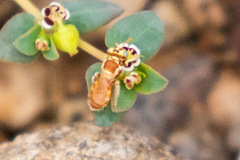 Macrotera mellea