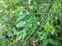 Acer negundo