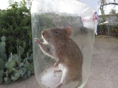 Sigmodon arizonae