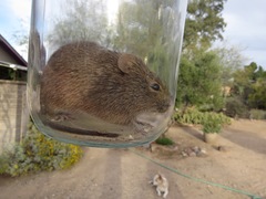 Sigmodon arizonae