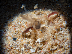 Ceriantharia