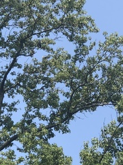 Ictinia mississippiensis