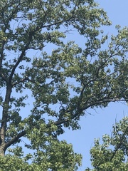 Ictinia mississippiensis