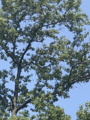 Ictinia mississippiensis