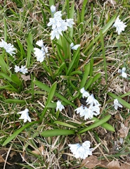 Puschkinia scilloides