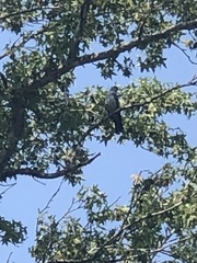 Ictinia mississippiensis