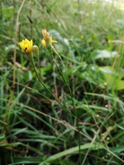 Scorzoneroides autumnalis