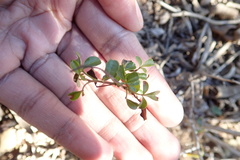 Rhoicissus tridentata