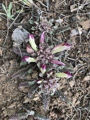 Pedicularis centranthera