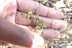 Rhoicissus tridentata