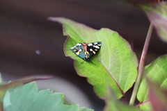 Callimorpha dominula