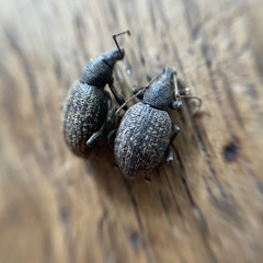 Otiorhynchus aurifer