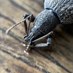 Otiorhynchus aurifer