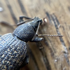 Otiorhynchus aurifer